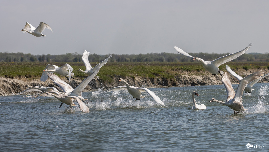 Cygnus Olor Szuper Kupa