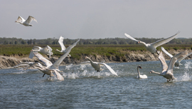 Cygnus Olor Szuper Kupa