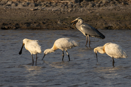 A nagyfiú is hazatért...