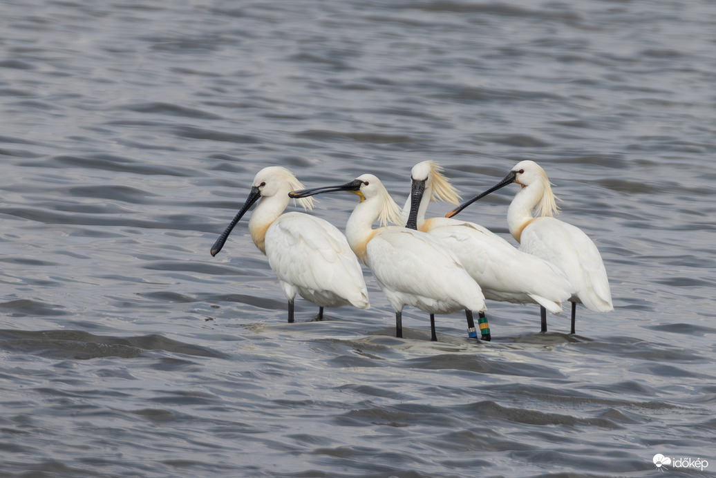 Az öreglány visszatért...