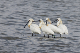 Az öreglány visszatért...