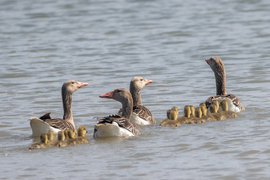 Családok találkozója...