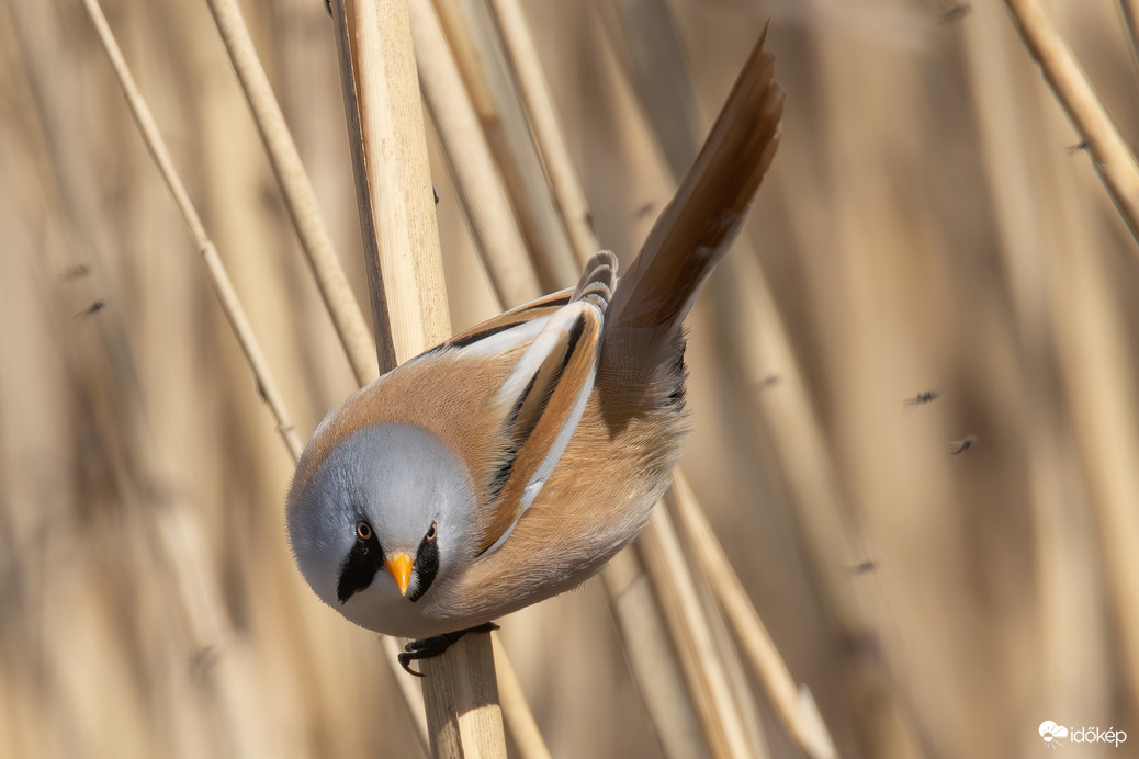 Te meg mit nézel?!?