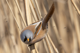 Te meg mit nézel?!?