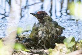 Én vagyok a legszebb...