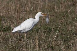 Nyakon csípve... -- 
