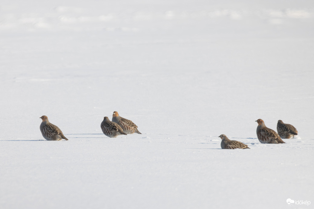 Szökött rabok... -- 