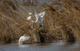 Nem megmondtam, hogy ne gyere ide mikor fotózás van?!? Nézd meg olyan szél van, hogy a fotós alig bírja tartani a gépet... és még a hajam is milyen már... -- 