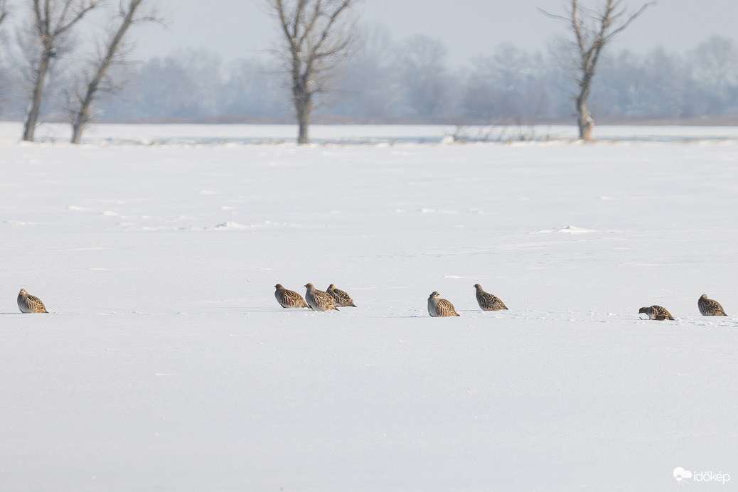 Nyolcan a hóban... -- 