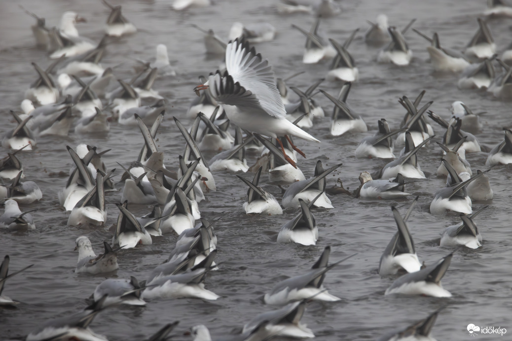 Kotorásszatok csak tovább! Én megfogtam, léptem... -- 