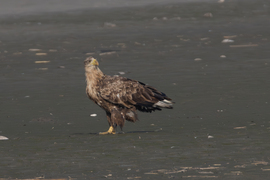 A király visszanéz -- 