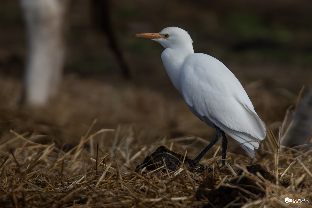 Pásztorgém és a lábmelegító "paszta"