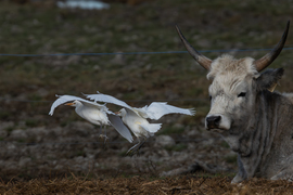 Érkeznek a pásztorok... -- 