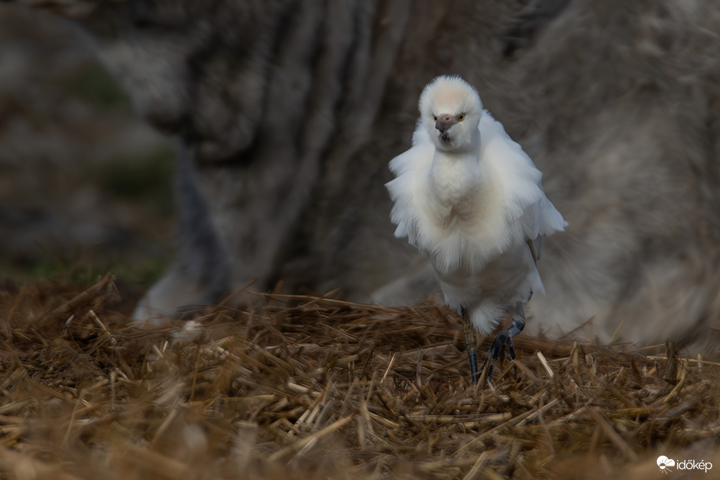 Nézek mint egy hárpia... -- 