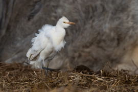 Szélben lépő... -- 