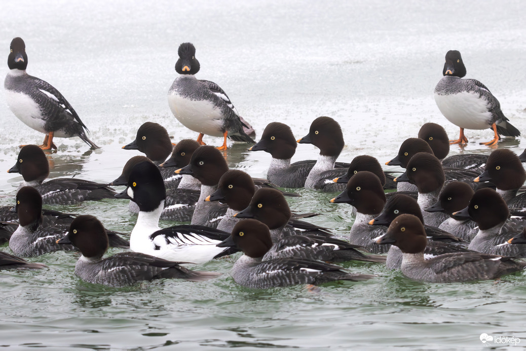 A három testőr(nő) -- 