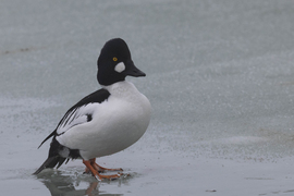 Tocsogó totyogó... --