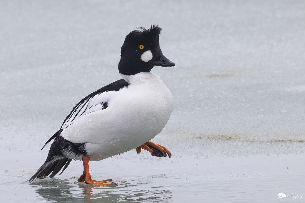 Dús hajába tép a szél... -- 