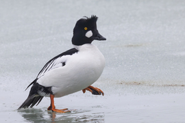 Dús hajába tép a szél... -- 