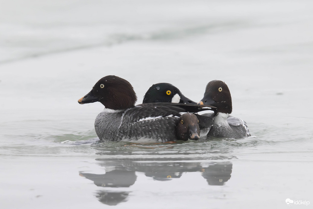 Lékhorgászok... -- 
