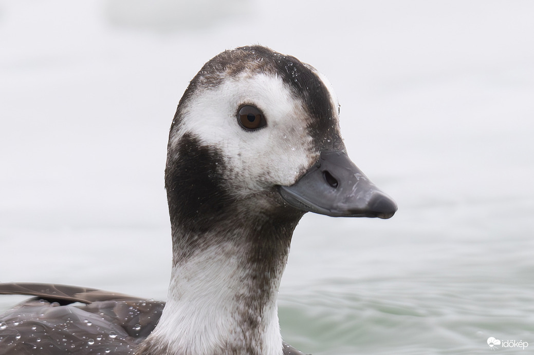 Egy jeges fejszerkezet... -- 