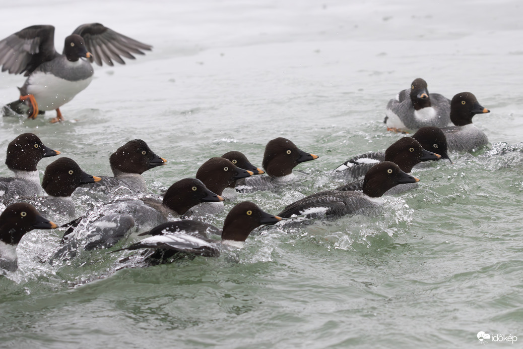 Jeges Balaton-átúszó verseny... -- 