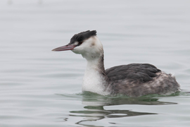 Felvettem a téli tollkabátot... -- 