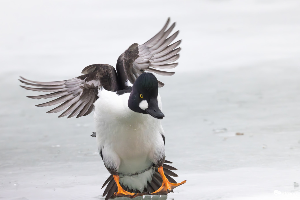 Angyalszárnyas érkezés... -- 