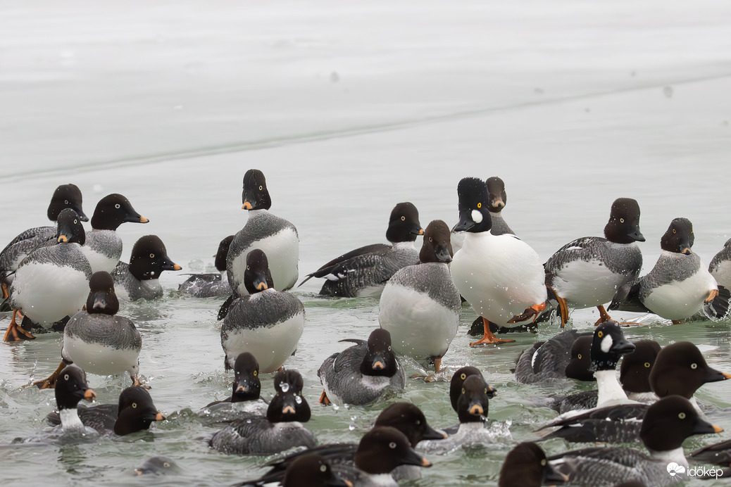 Ahány kerce anyyi féle fejet novesztettek...