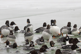 Ahány kerce anyyi féle fejet novesztettek...