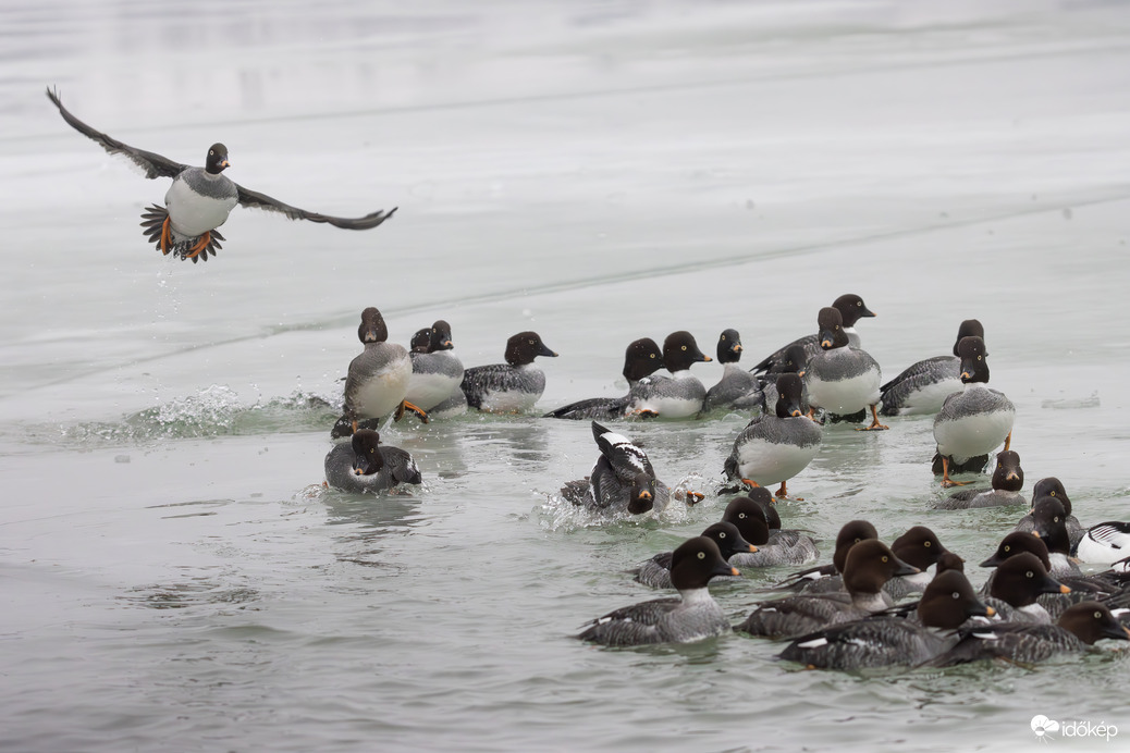 Életkép a lihogóról... -- 