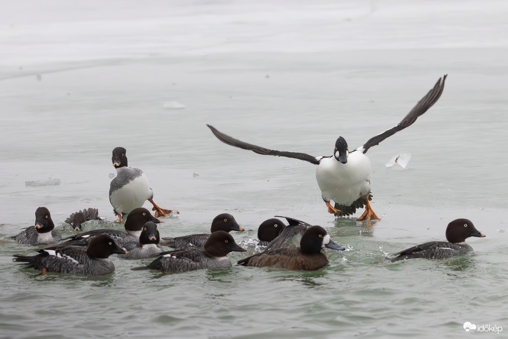 Egy gyönyörű hegyi tojó, gyorsan rástartolok... -- 