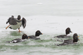 Húzzatok bele! Jönnek a kontyosok és megcsipkedik a hátsónkat... -- 