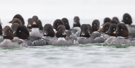 Búvár osztag... -- 