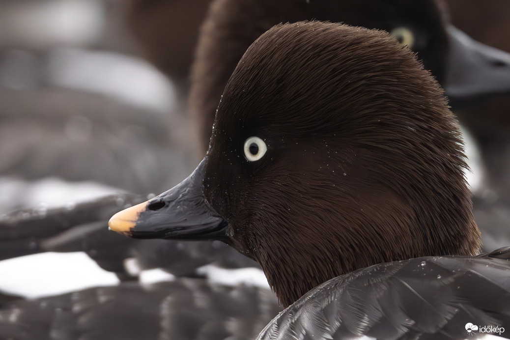 Ezt csak úgy itt hagyom... -- 