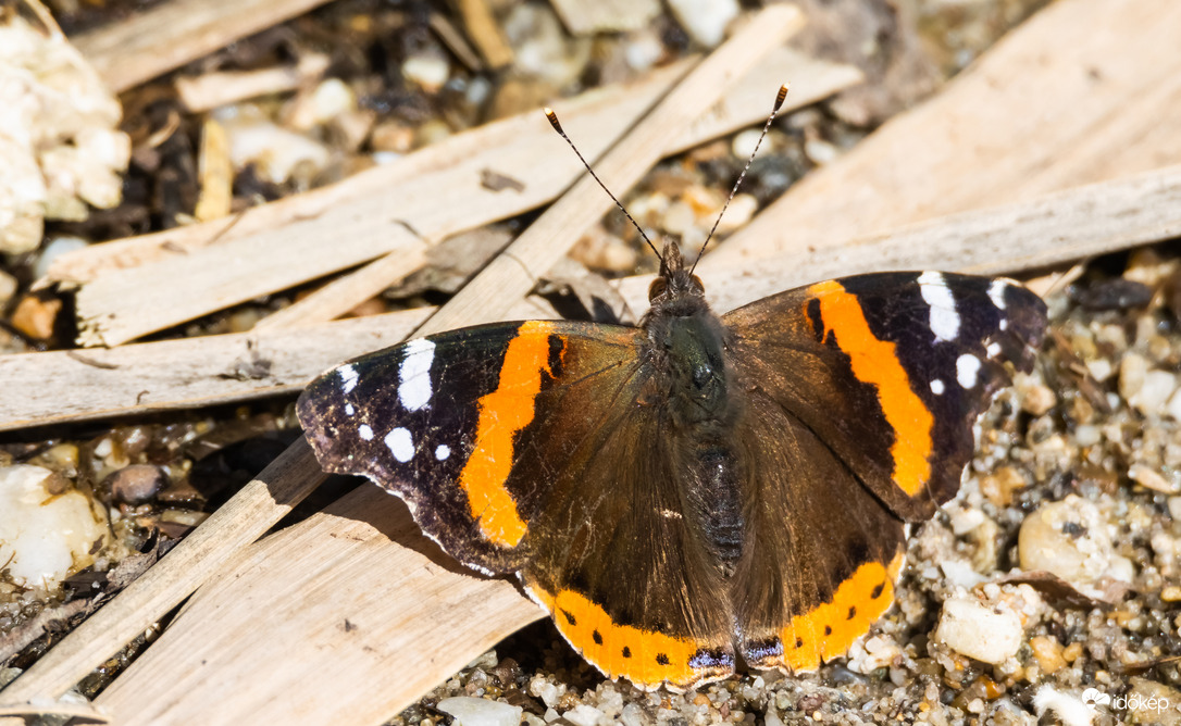 Atalanta lepke
