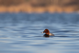 Délutáni fények... -- 