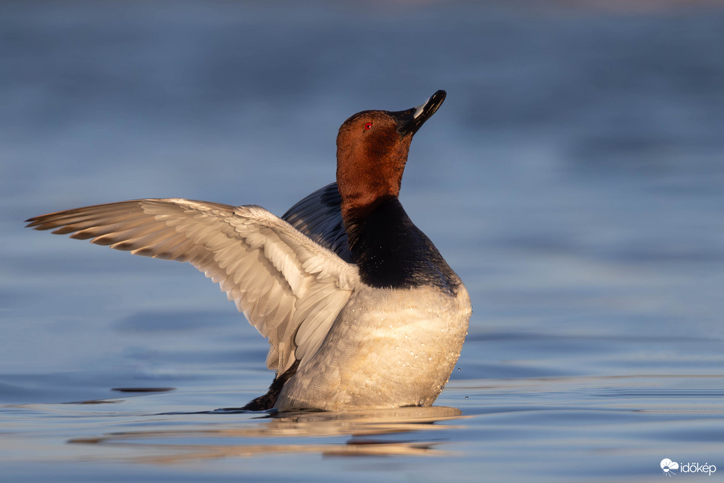 Én vagyok a gácsér!!! -- 