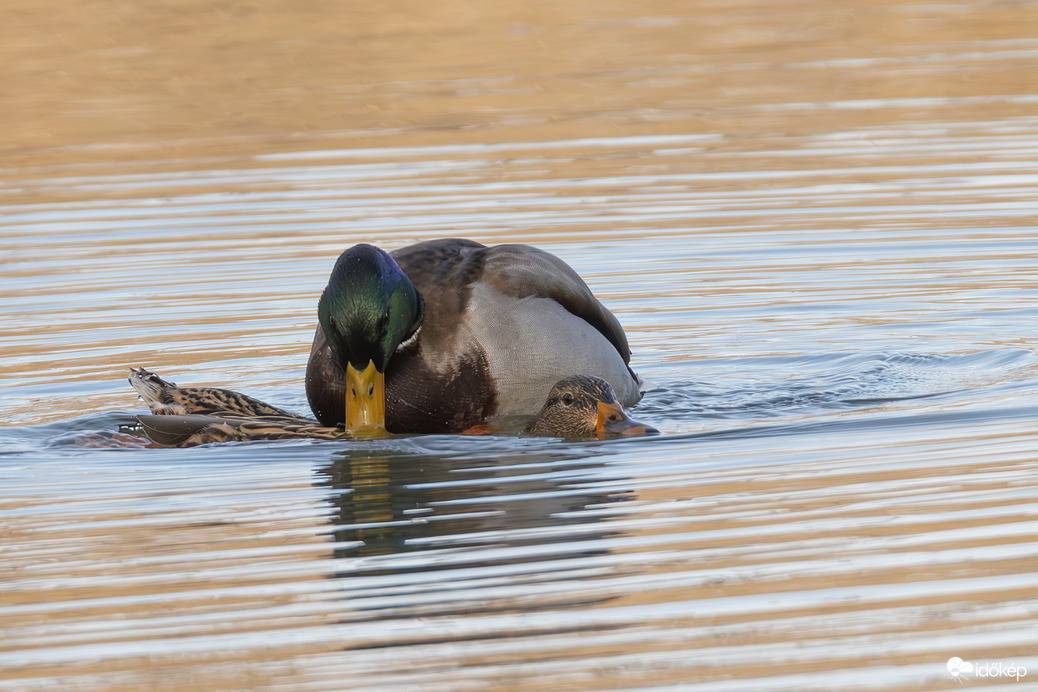 Lesznek kiskacsák... -- 