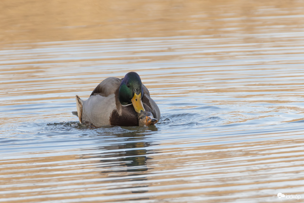 Ők így ünnepelték a Valentin napot... -- 