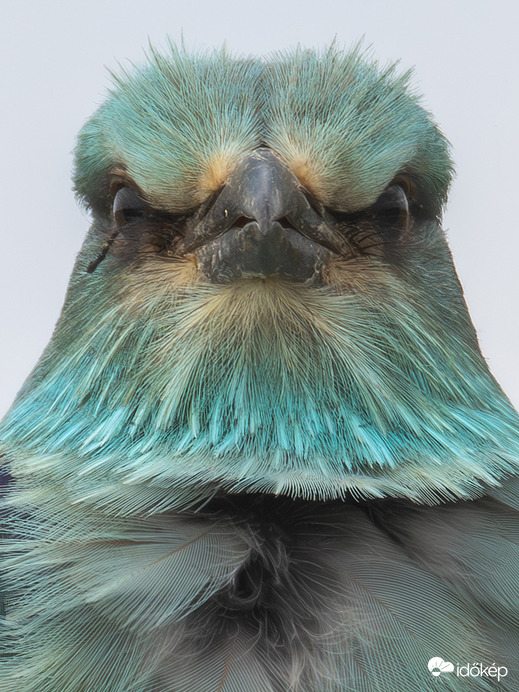 Angry birds -- 