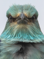 Angry birds -- 
