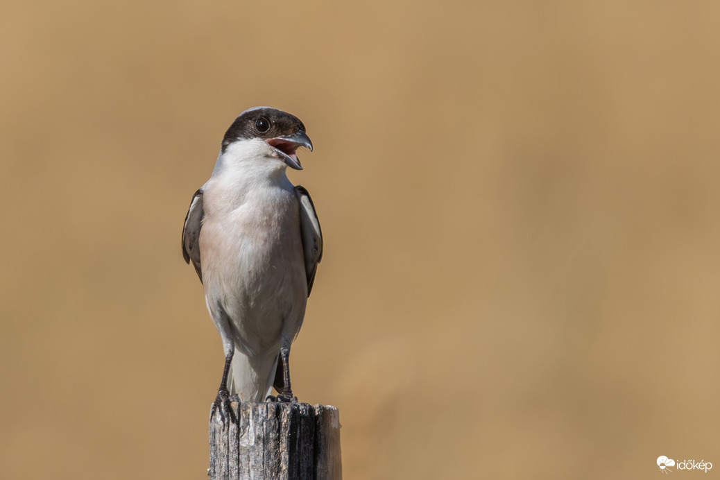 Na csináld már azt a fotót mert dolgom van! -- 
