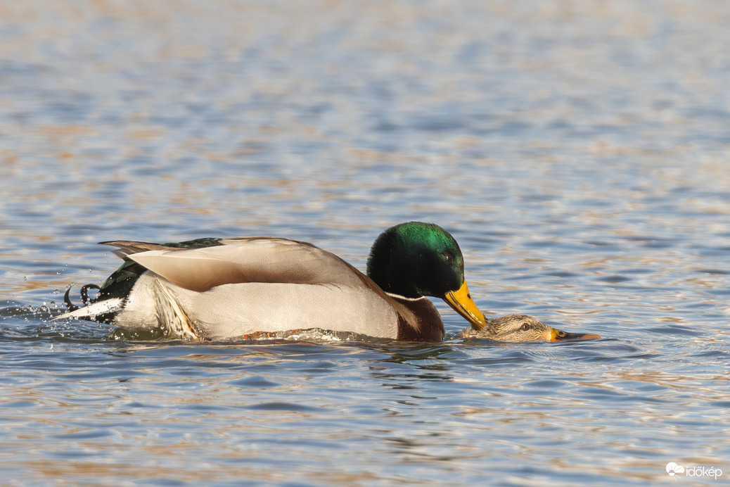 Hajolj bele a hajamba Dúdold bele, hogy la bamba... -- 