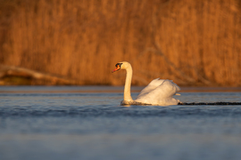 Tempó, iszkiri, vágta... -- 