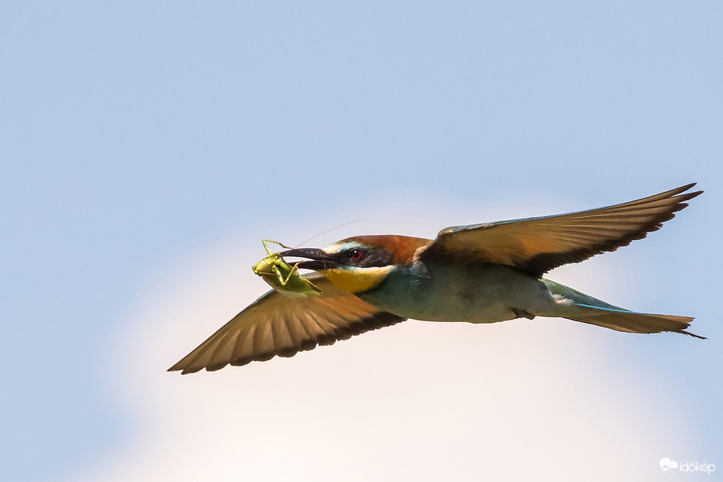 Száguldó ételfutár -- 