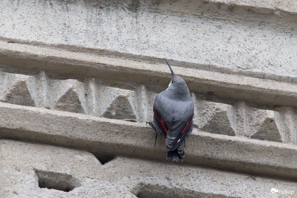 Sziklamászó... helyett falmászó -- 