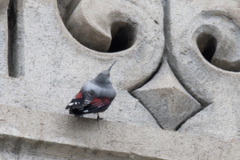 Az egy pók lenne??? -- 