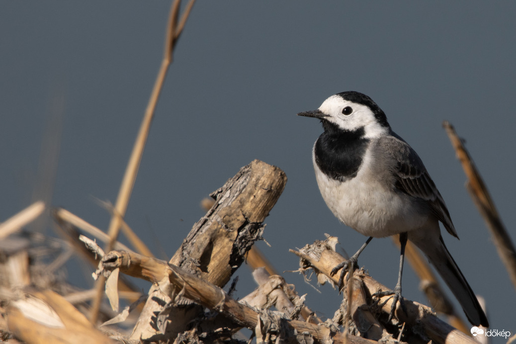 Keresgélés a learatott nádas maradványain...