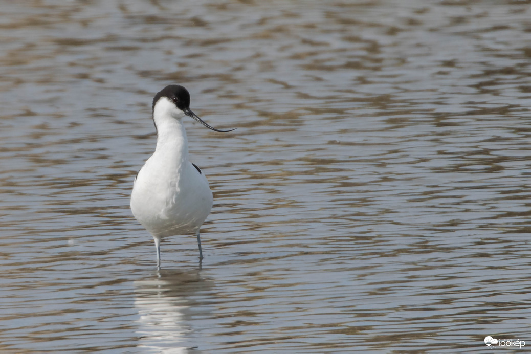 Ugye szép a csőröm? 